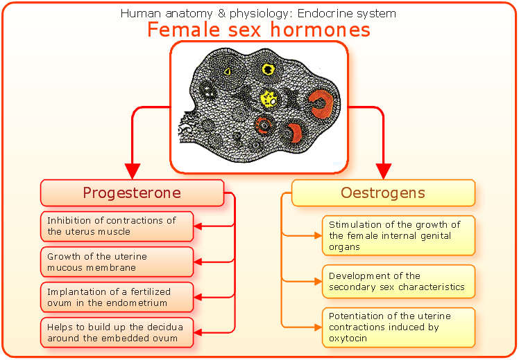 What Are The Female Sex Hormones 55