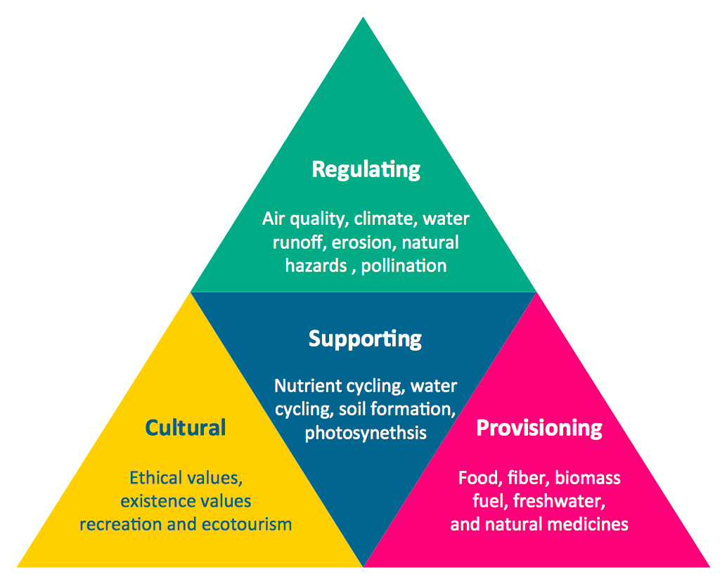 Ecosystem Pyramid Chart