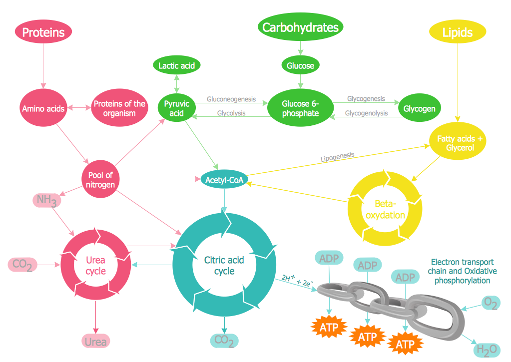 Metabolic Pathways Concept Map