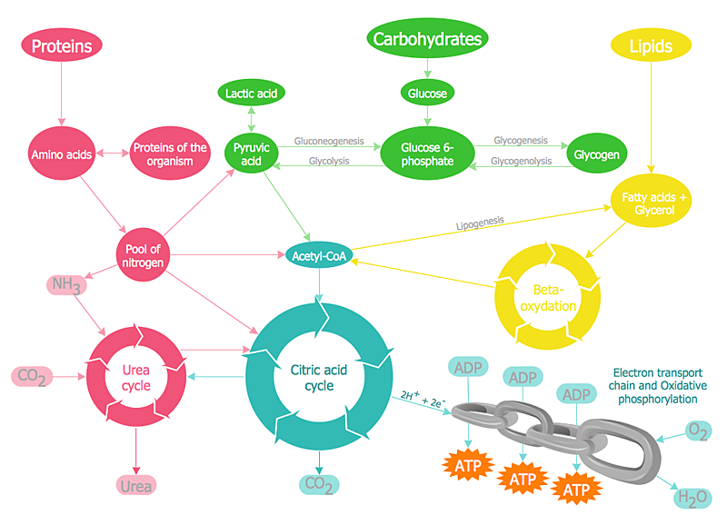 metabolism chain diagram