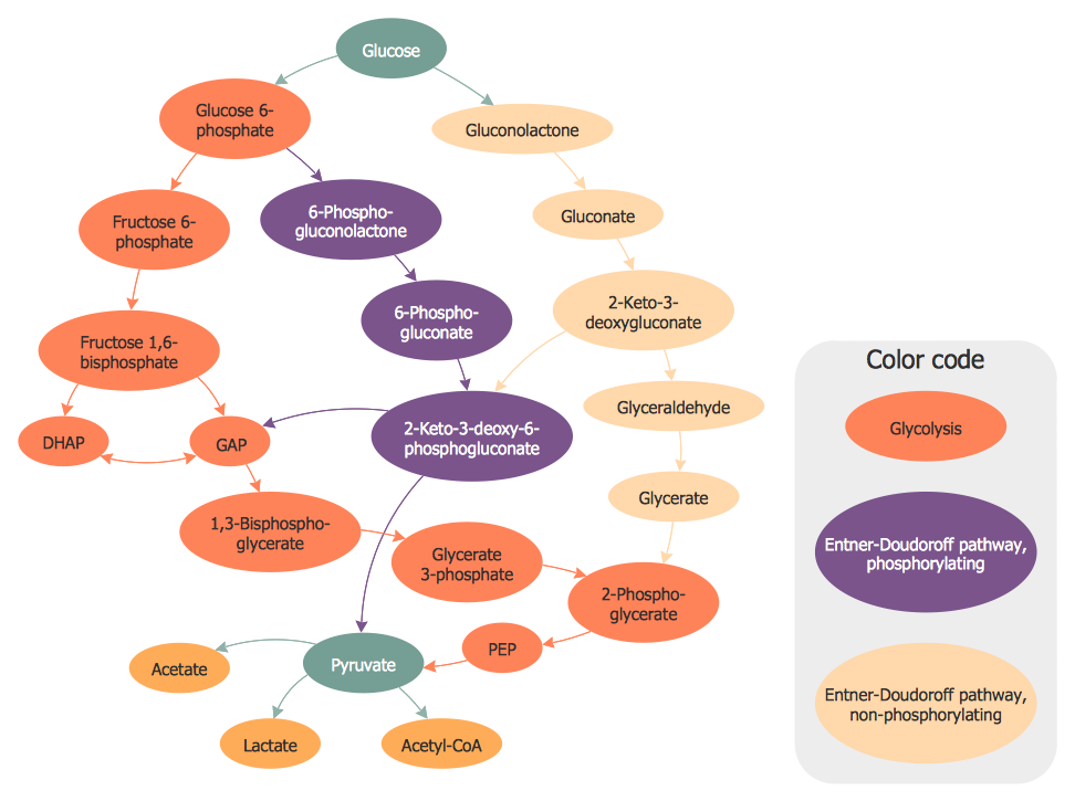 Biology Illustration – Glucose Catabolism Pathways