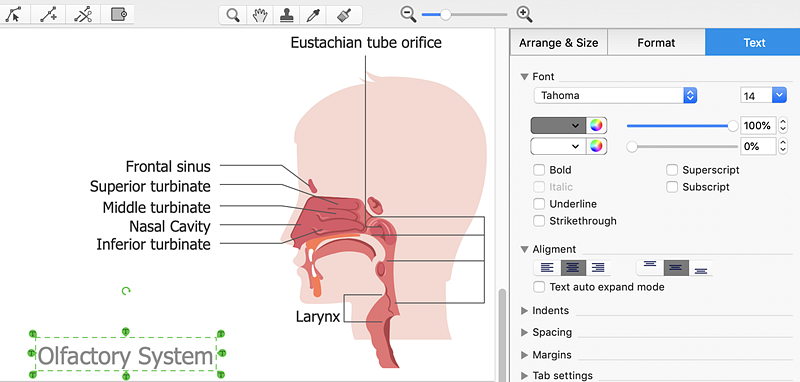 medical-illustration