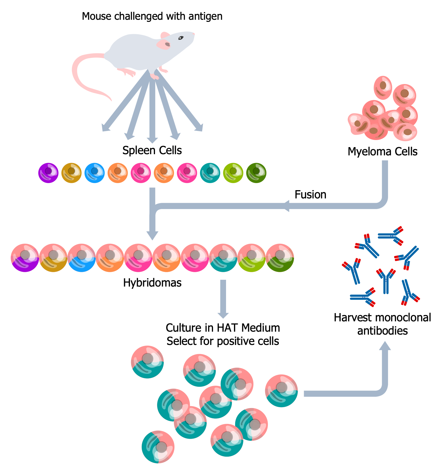 Immunology Infographics