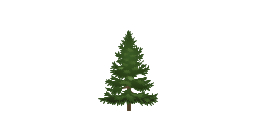 Conifer tree, tree,