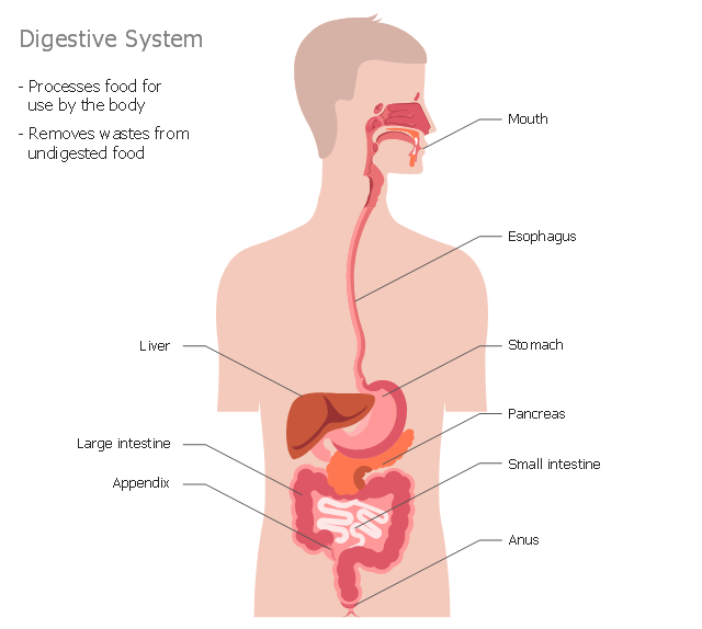 Healthcare illustration, torso male, stomach, paranasal sinuses, pancreas, oral cavity, liver, intestine, head side, esophagus, appendix, anus,