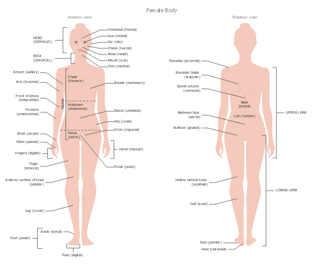 Healthcare illustration, nose, female body front, female body back, eye, block diagrams,