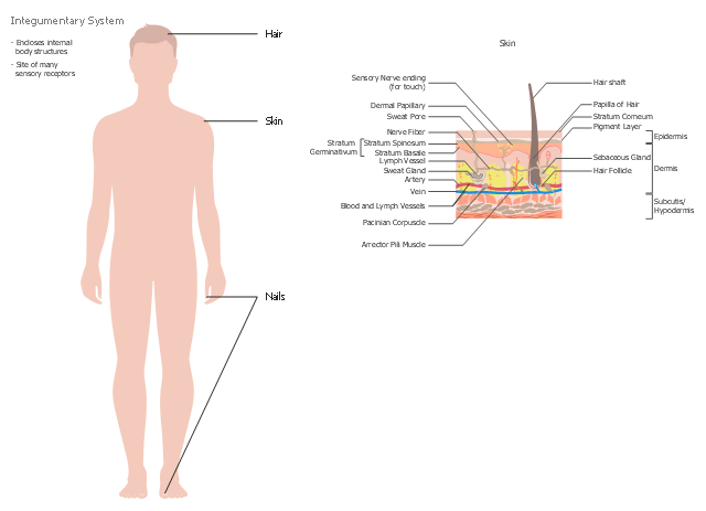 Mammalian integumentary system. The innermost layer, the hypodermis, is...  | Download Scientific Diagram
