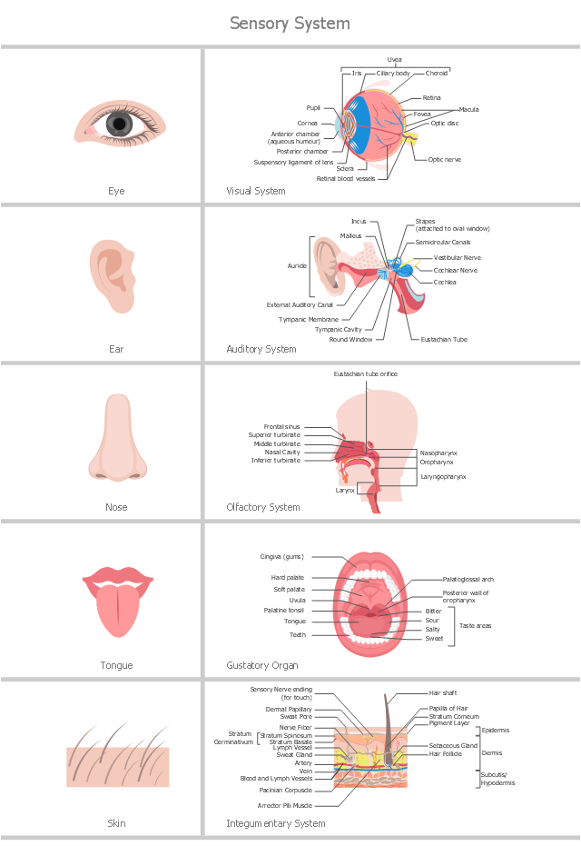 Healthcare illustration, tongue, skin, paranasal sinuses, oral cavity, nose, mouth, head side, eye, ear, block diagrams,