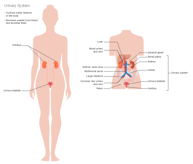 Healthcare illustration, urinary bladder, ureter, torso female, renal pelvis, pelvis, liver, large intestine, kidney, inferior vena cava, female body front, block diagrams, adrenal gland, abdominal aorta,