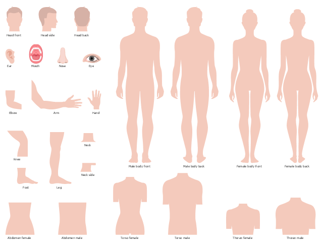 Human Anatomy | Female body | Design elements - Human body ...