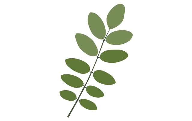 Tree leaf - acacia, acacia tree leaf,
