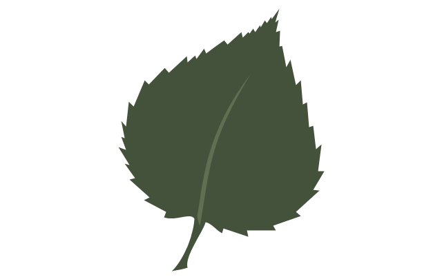 Tree leaf - birch, birch tree leaf,