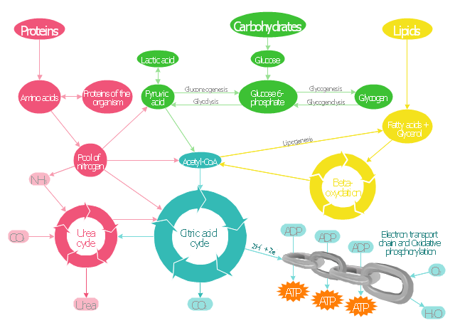 Metabolic pathway map, water, urea cycle, urea, pyruvic acid, proteins, pool, nitrogen, oxygen, lipids, lactic acid, glucose 6-phosphate, glucose, fatty acids, glycerol, citric acid cycle, tricarboxylic acid cycle, TCA cycle, Krebs cycle, chain, carbon dioxide, carbohydrates, beta-oxydation, ammonia, amino acids, adenosine triphosphate, ATP, adenosine diphosphate, ADP,