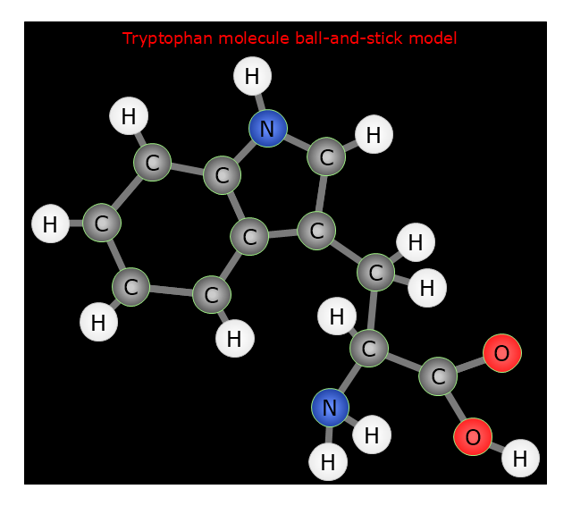Tryptophan amino acid, oxygen, O, nitrogen, N, hydrogen, carbon, C,