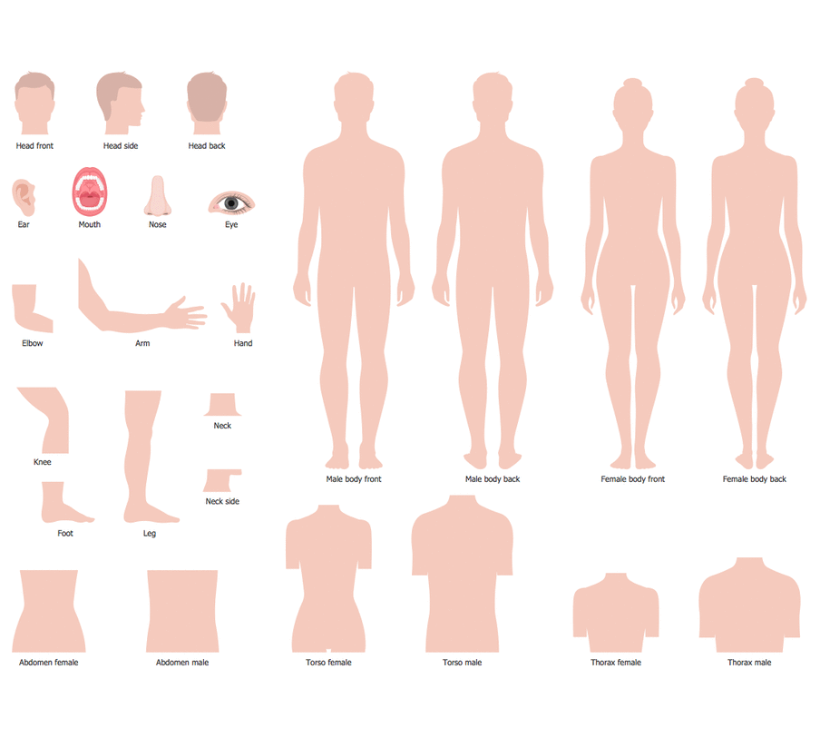 New Human Anatomy Solution Added to ConceptDraw Solution Park