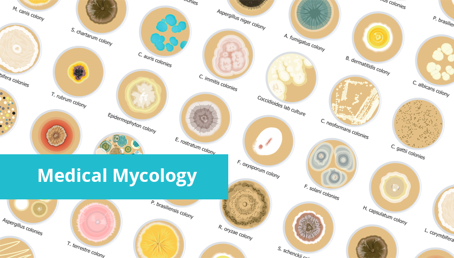 mold, antifungal, mycosis, mycotoxins, personal hygiene, fungal meningitis, fungal diseases, medical mycology