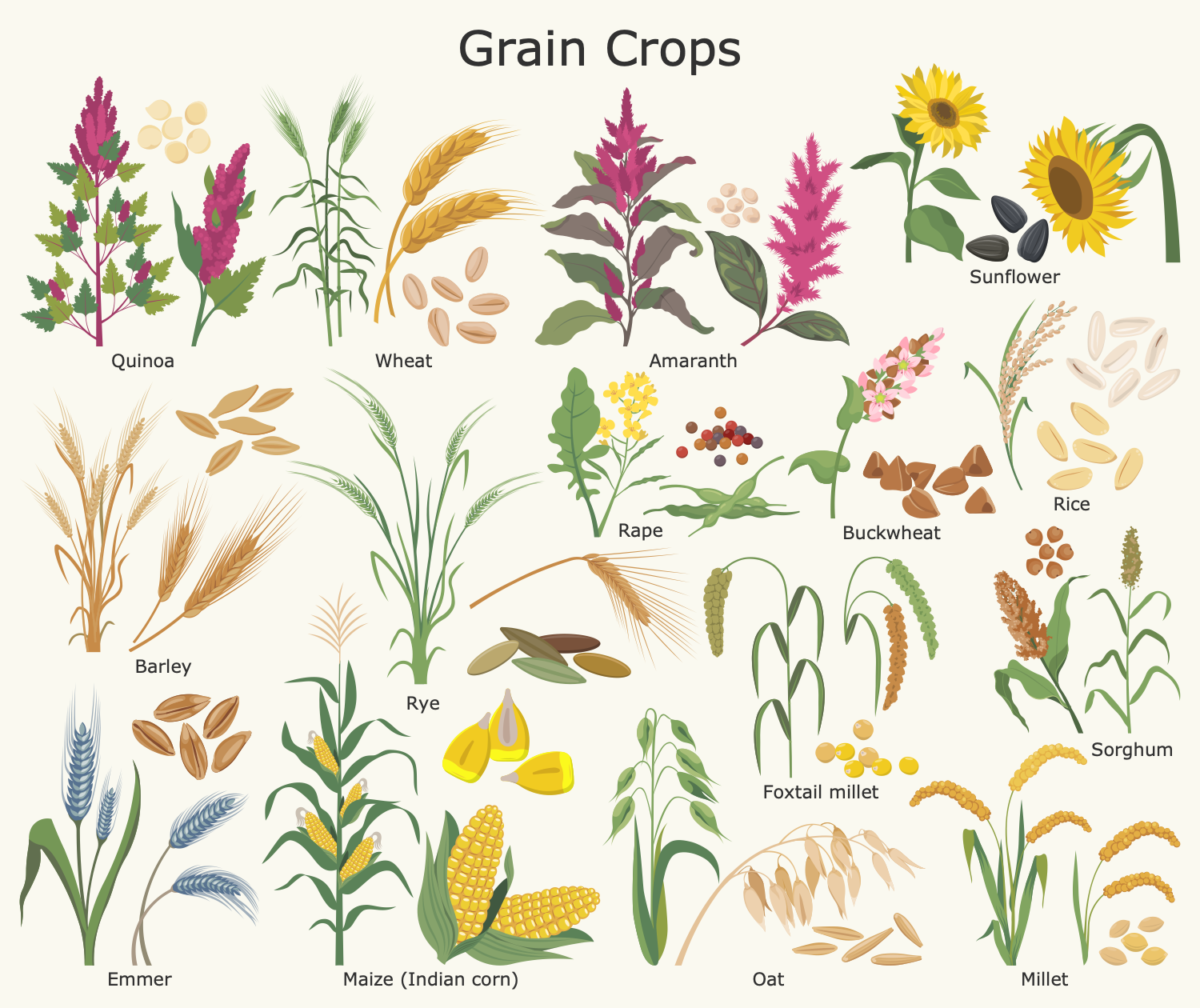 Grain Crops