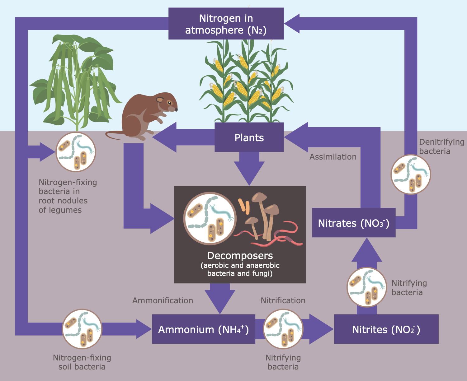 Nitrogen Cycle