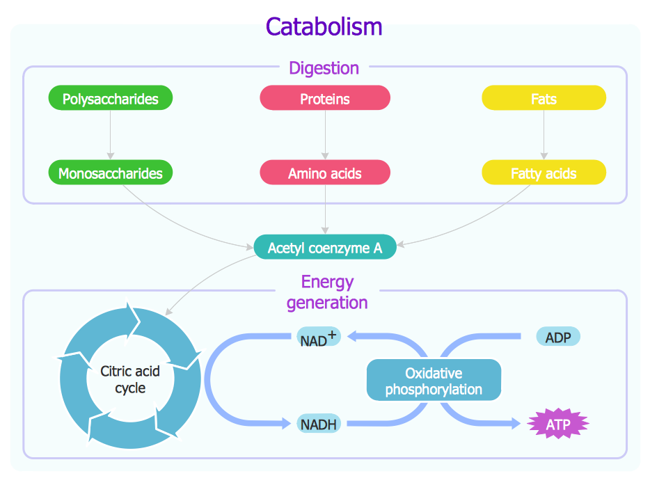 Biology Drawing - Biochemical Metabolic Pathway Map