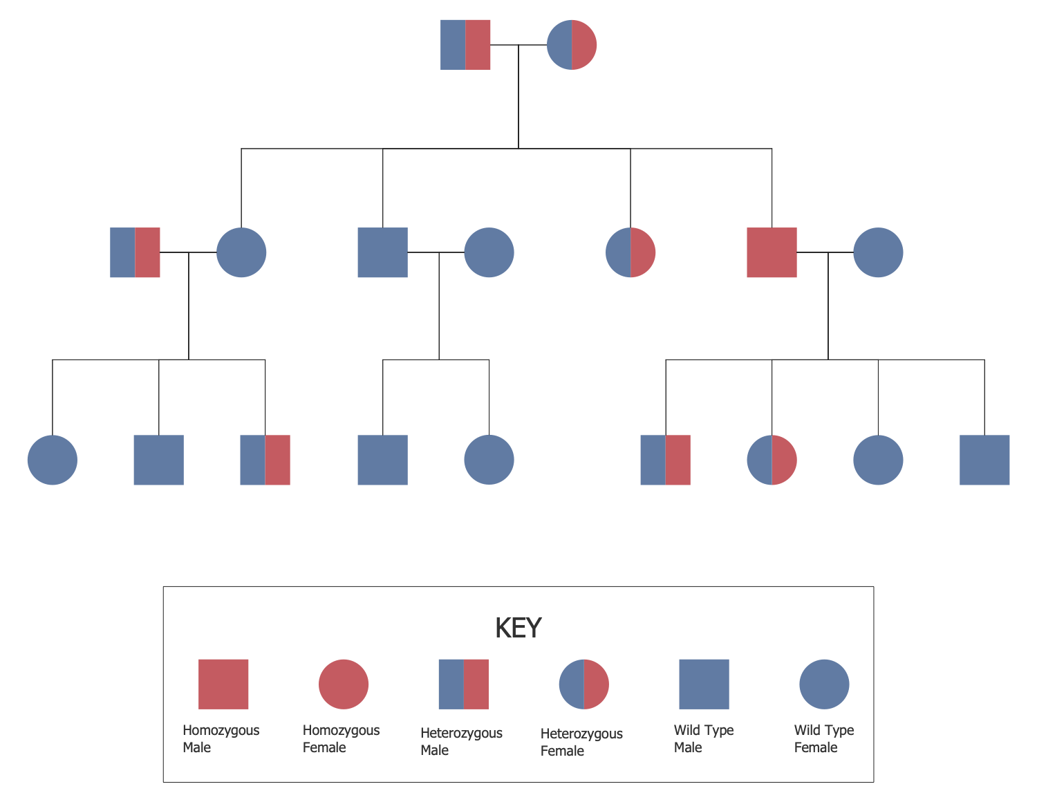 Family Tree Solution | ConceptDraw.com