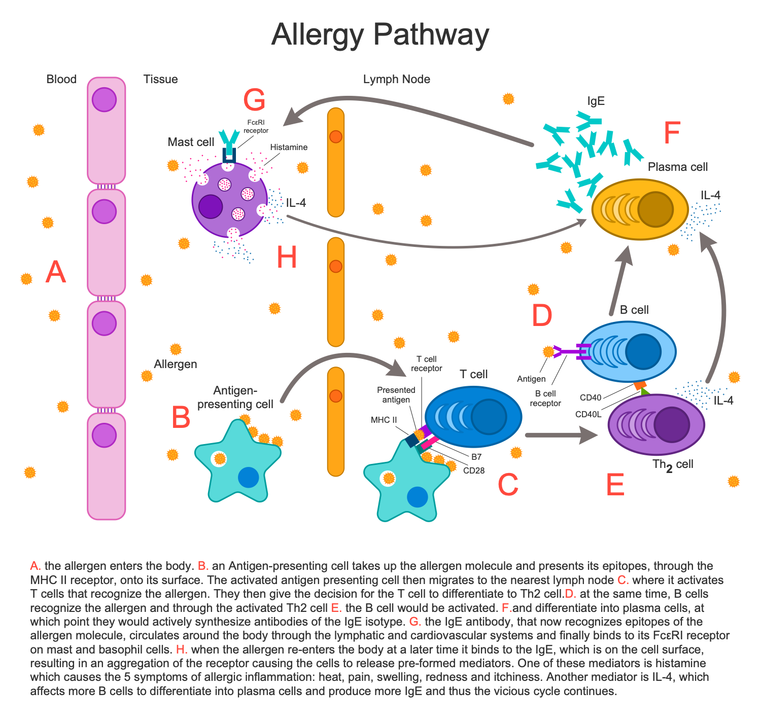 allergic reaction diagram