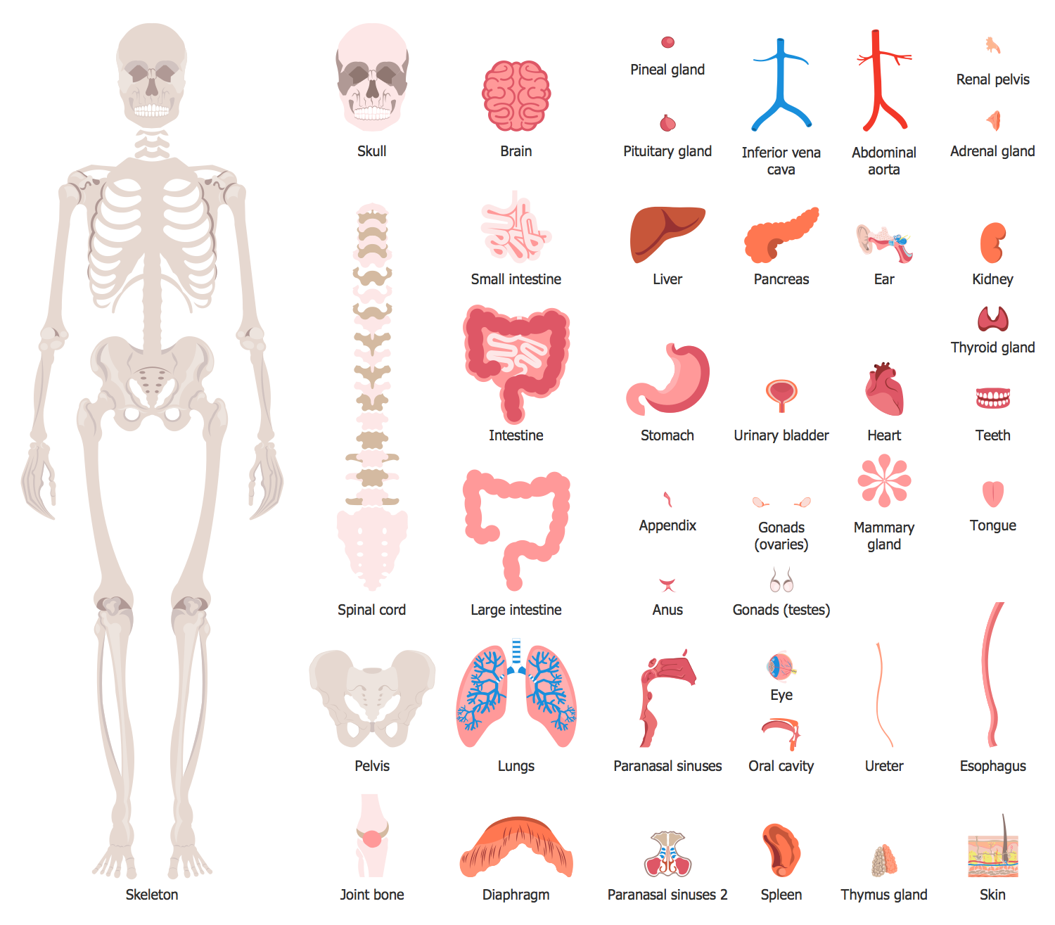 human internal organs chart