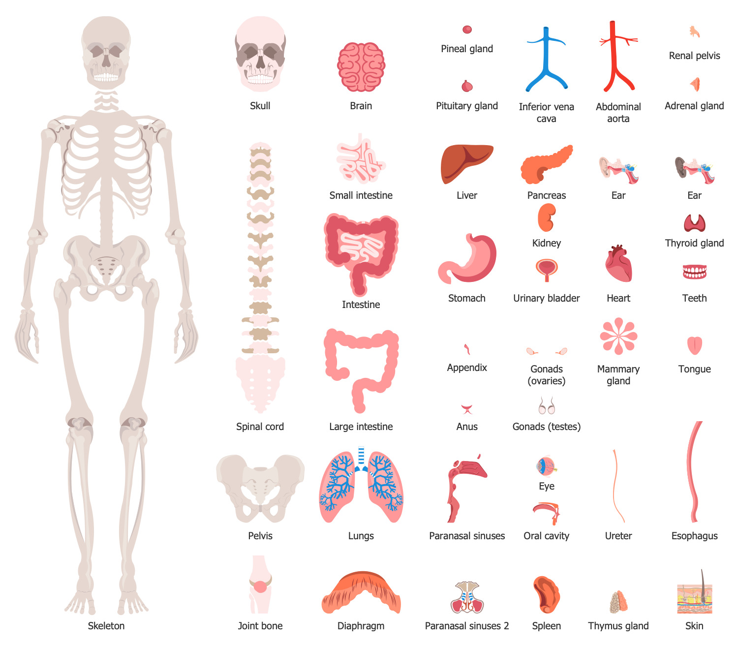 Health and the Human Body