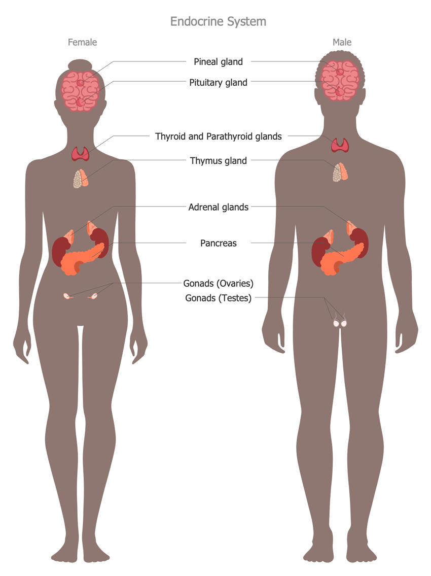 Health and the Human Body