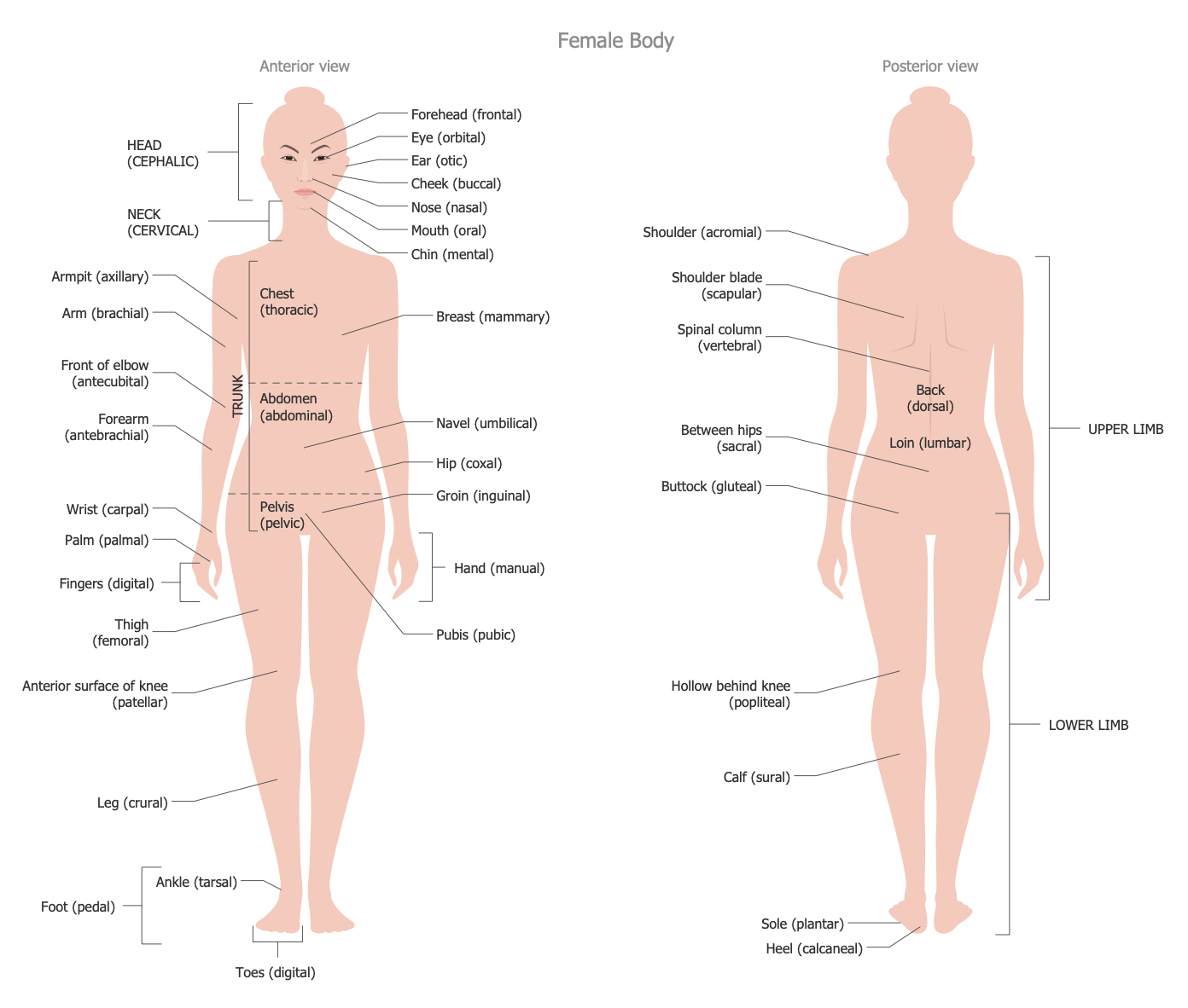 female body organs diagram