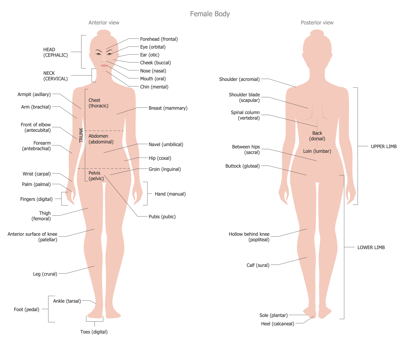 Human Anatomy Solution Conceptdraw Com