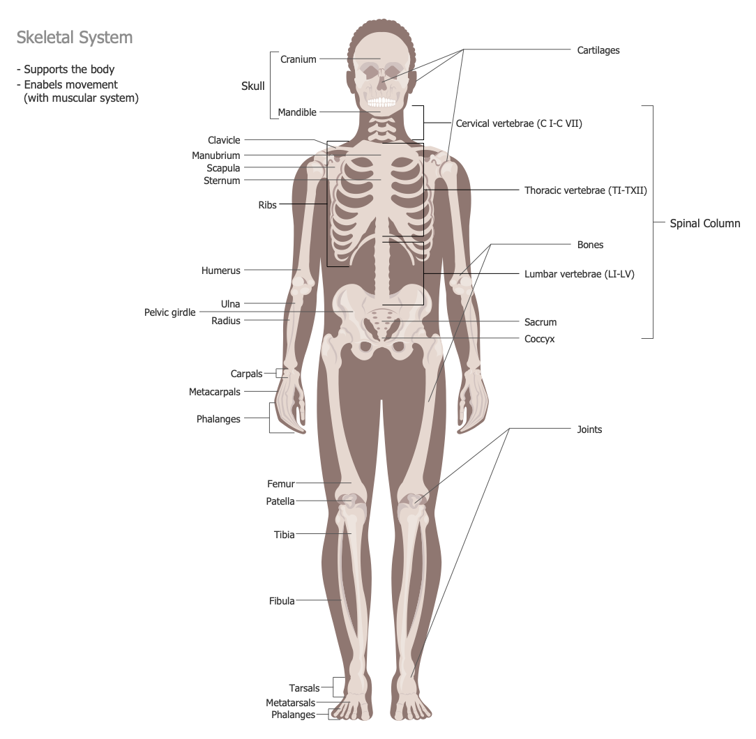 Human Anatomy Solution | ConceptDraw.com