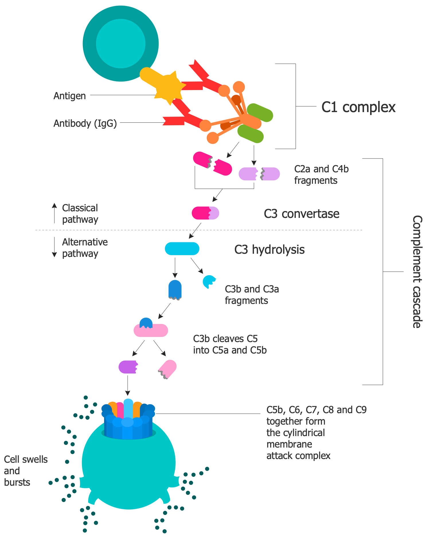 Complement System