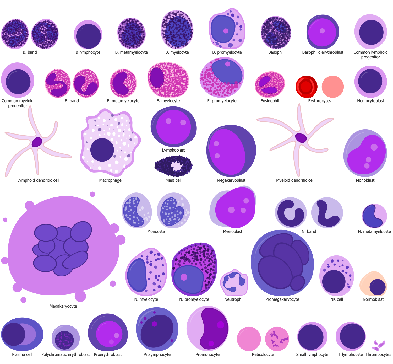 Design Elements — Hematopoiesis