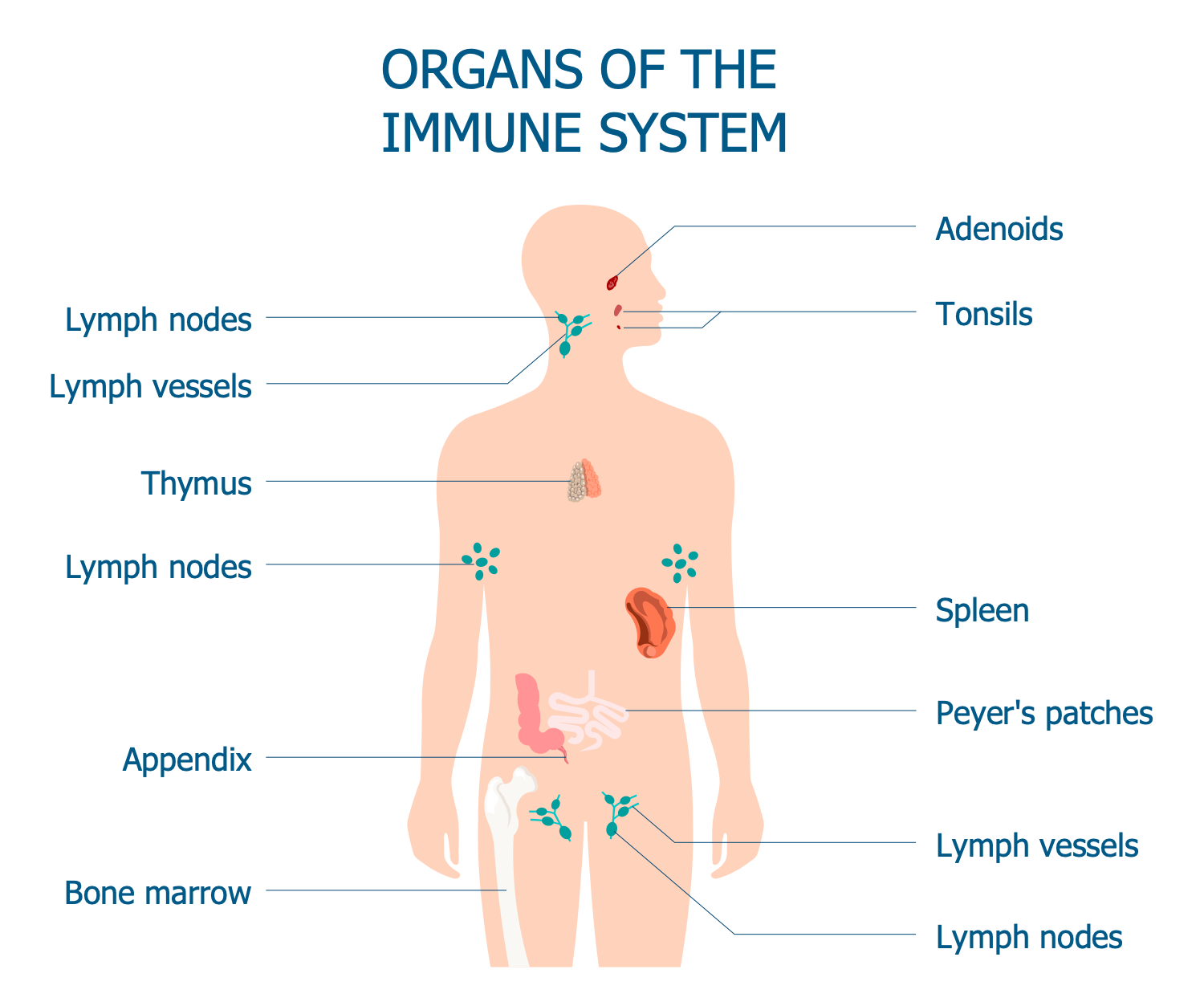 Human Immune System