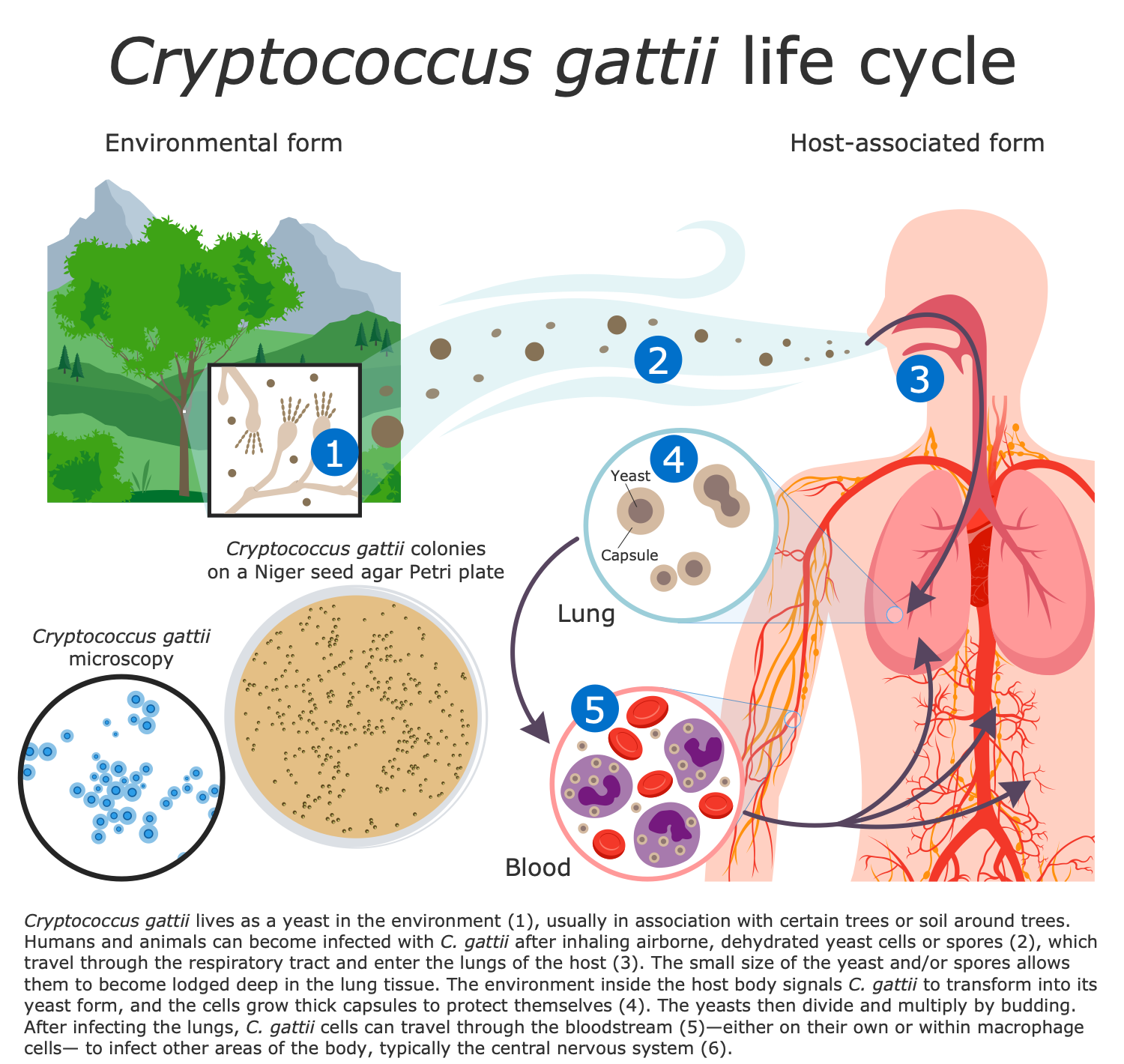 cryptococcosis life cycle