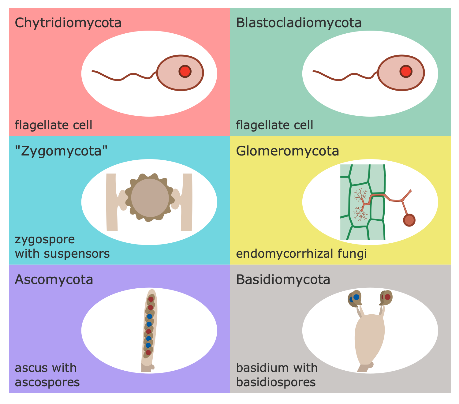 Medical Mycology Solution | ConceptDraw.com