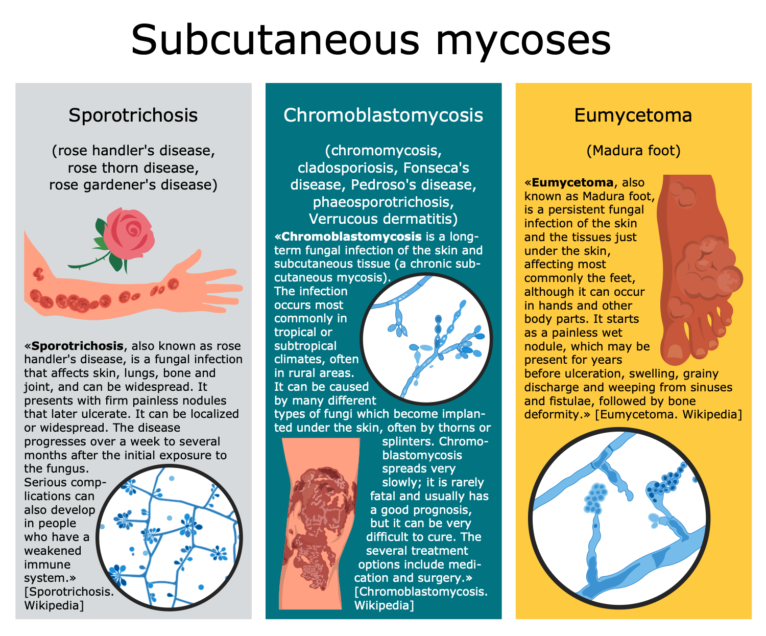 Medical Mycology Solution 