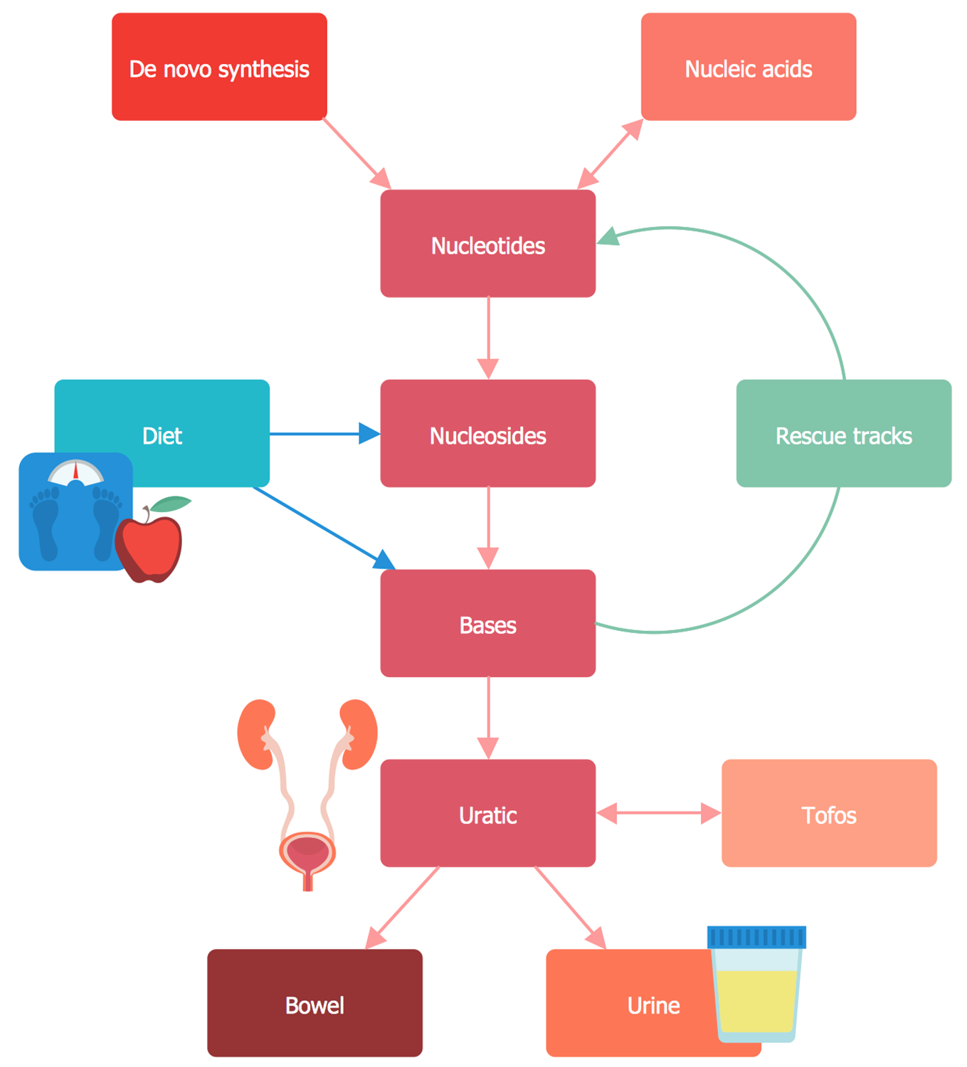 Uric Acid Metabolism